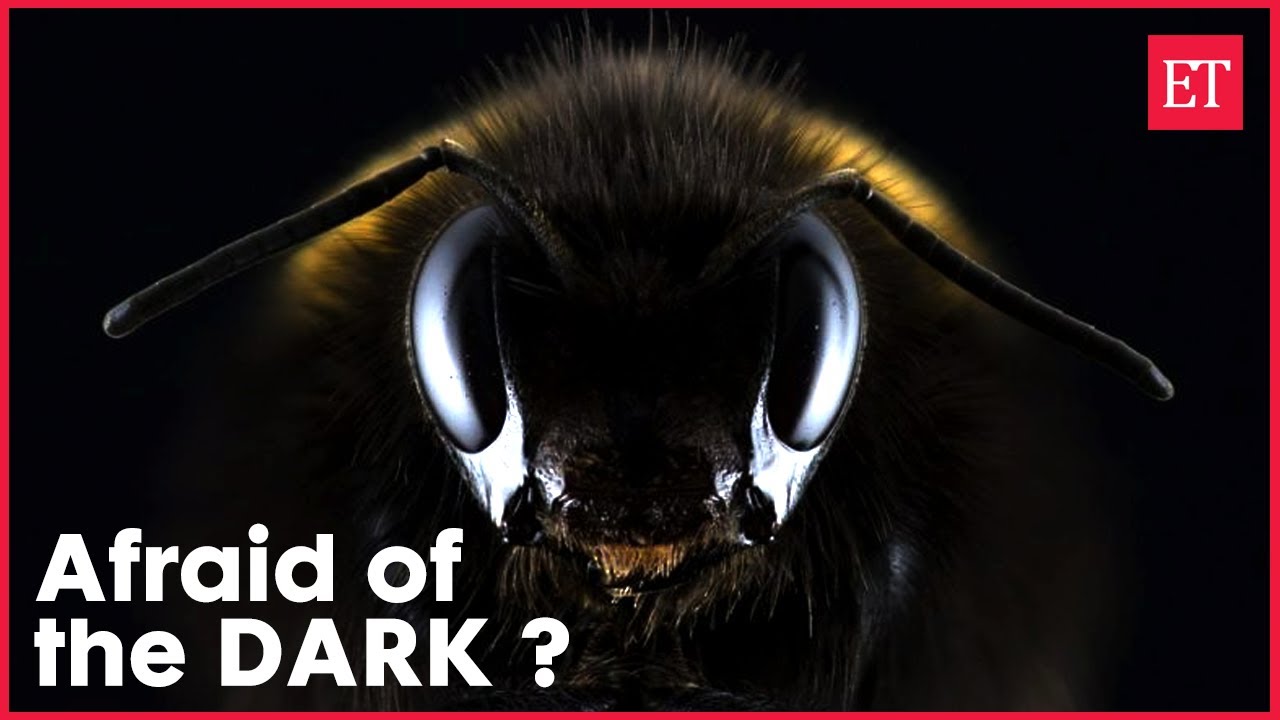 Why bees can't fly in the dark