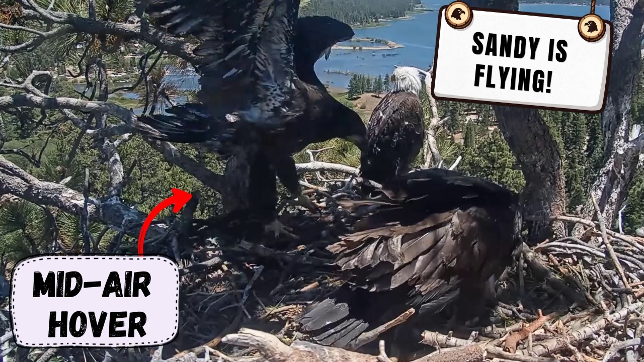 SANDY IS FLYING!  Hovering Mid-Air in the Nest &mdash; Fledge IMMINENT! | Big Bear Bald Eagles 2026
