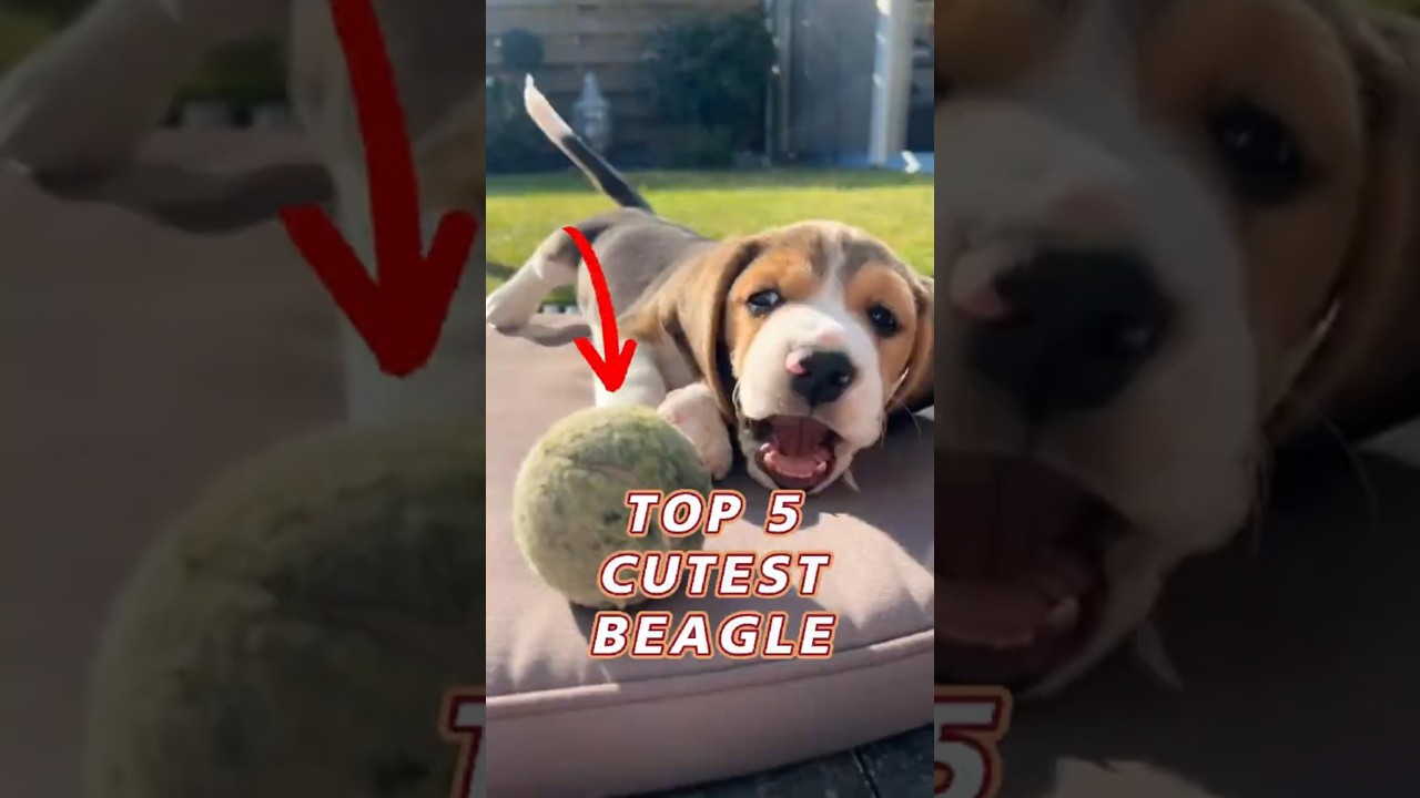 CUTEST BEAGLE PUPPIES  #shorts #viralshorts #beagle #dogs  #dogshorts #animals
