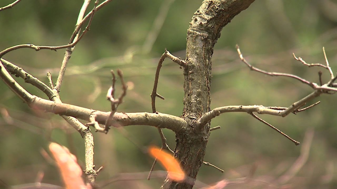 Sinking Cedar Trees for habitat