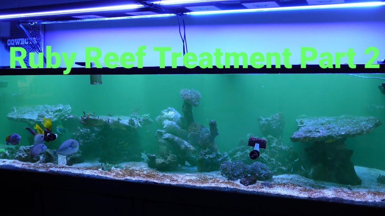 Continuing w/ Ruby Reef Kick-Ich/Rally Pro Treatment - Part 2