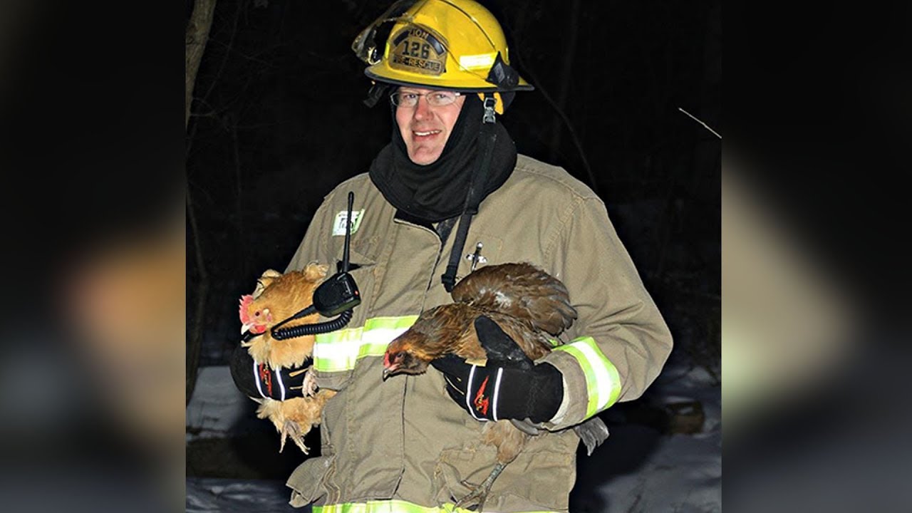 Body Cam Video Shows Firefighter's Harrowing Chicken Rescue