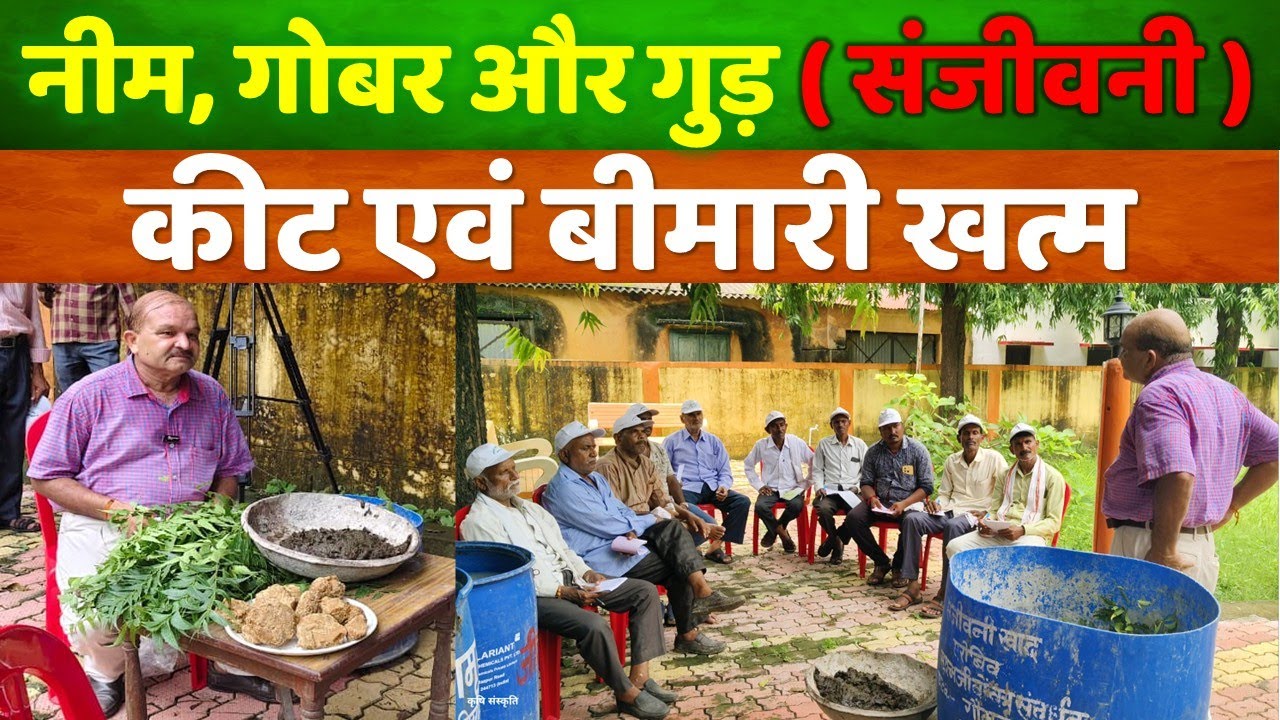 बिना रसायनों के कीट, बीमारी से मुक्ति पाएं