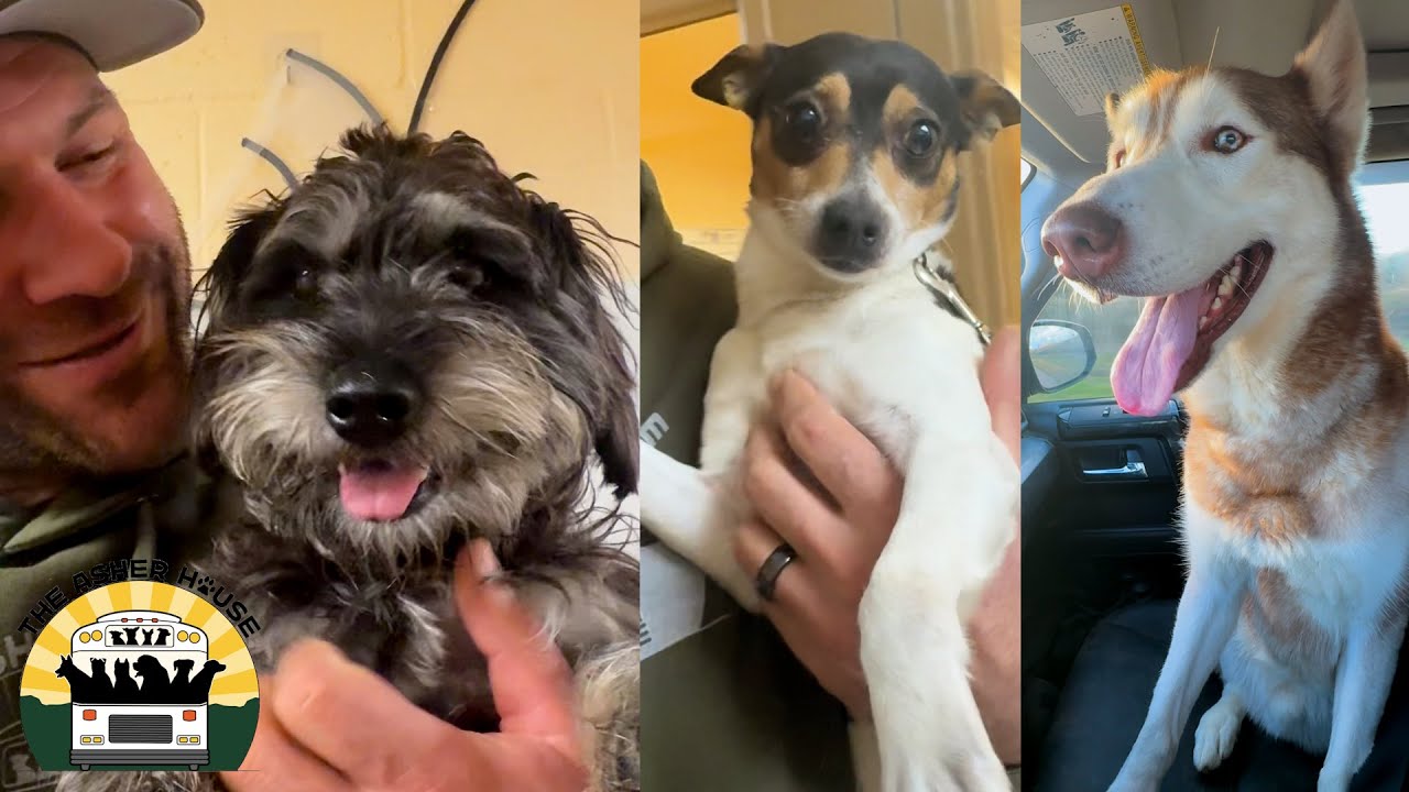I can't believe these dogs were living on the streets, they're so grateful! | The Asher House