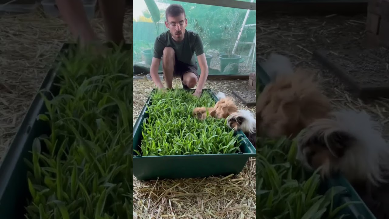 Corn sprouts for my guinea pigs