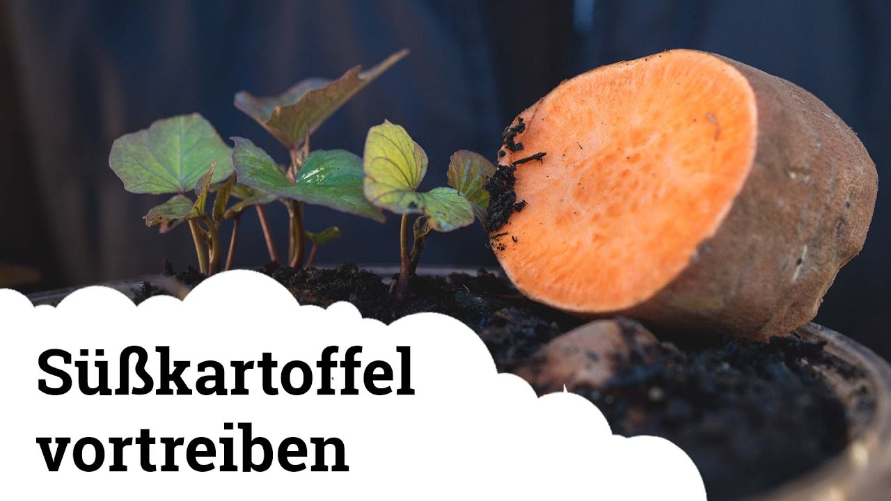 Süßkartoffel vortreiben | Wir machen unsere eigenen Stecklinge 🌱