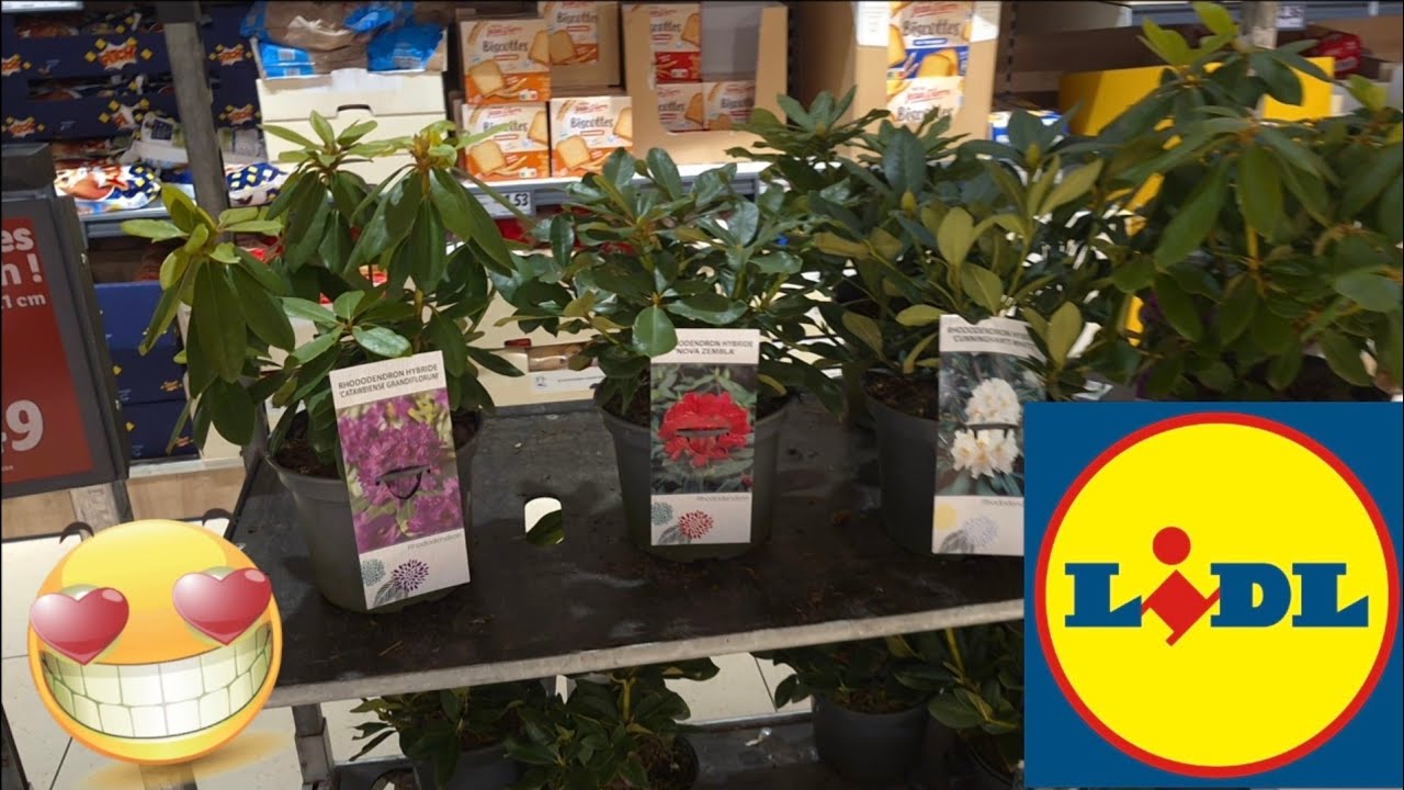 ARRIVAGE LIDL 17 MARS 2026
