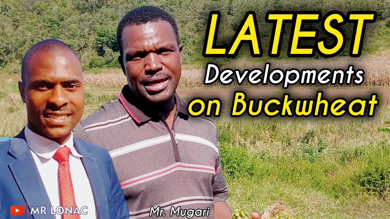 Latest Developments on Buckwheat: Interesting Opportunities that Can Shock You