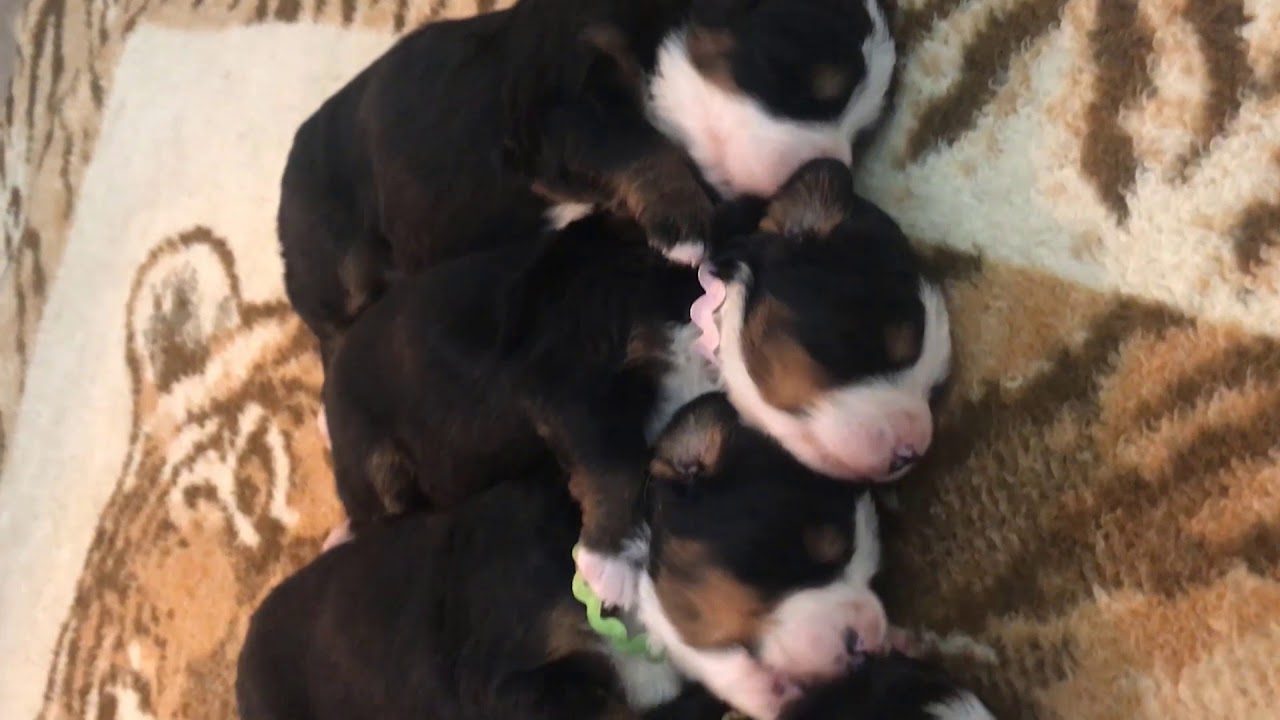 Puppies Open Their Eyes For The First Time - Ovation's Puppies