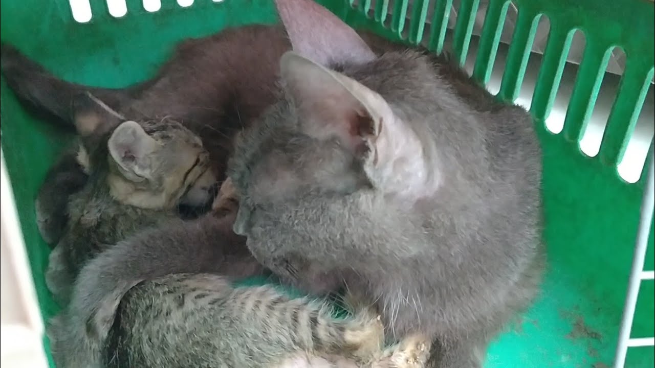 Feral Kitten Is Hungry Her Foster Mom Feeding Milk And Cleaning Her