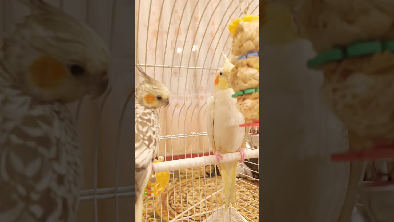 #parrot #subscribe #trending #birds 