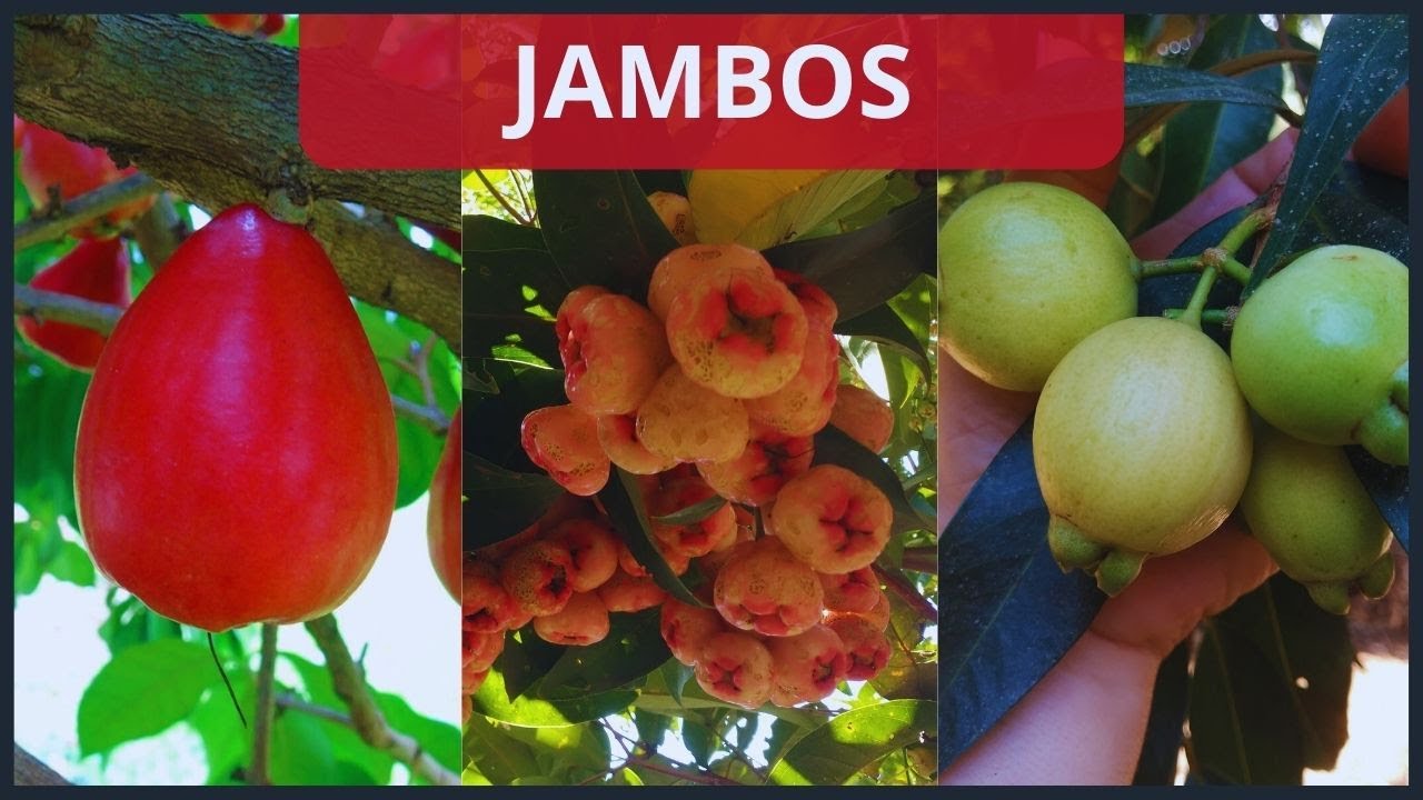Conheça os 3 tipos de JAMBO que temos