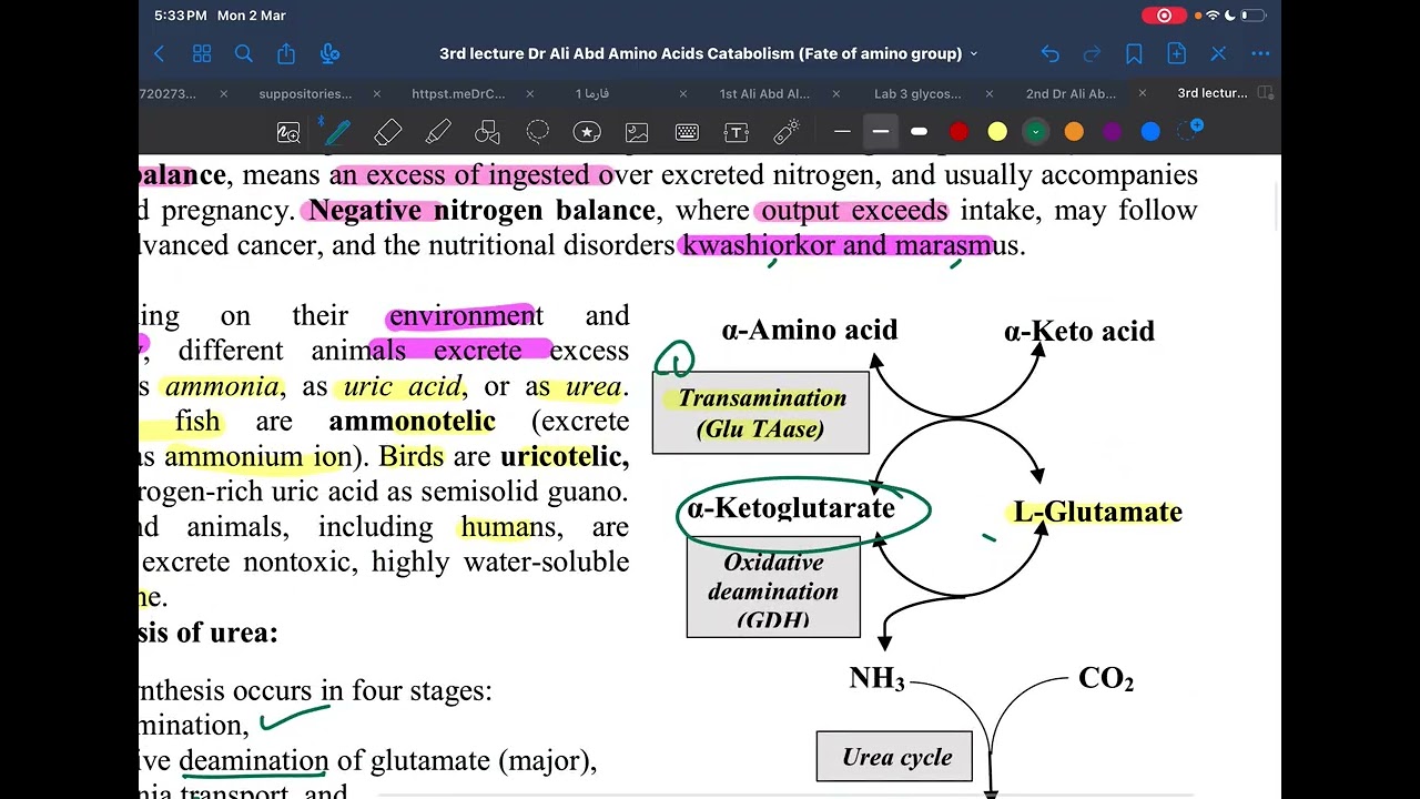 Amino Acid Catabolism