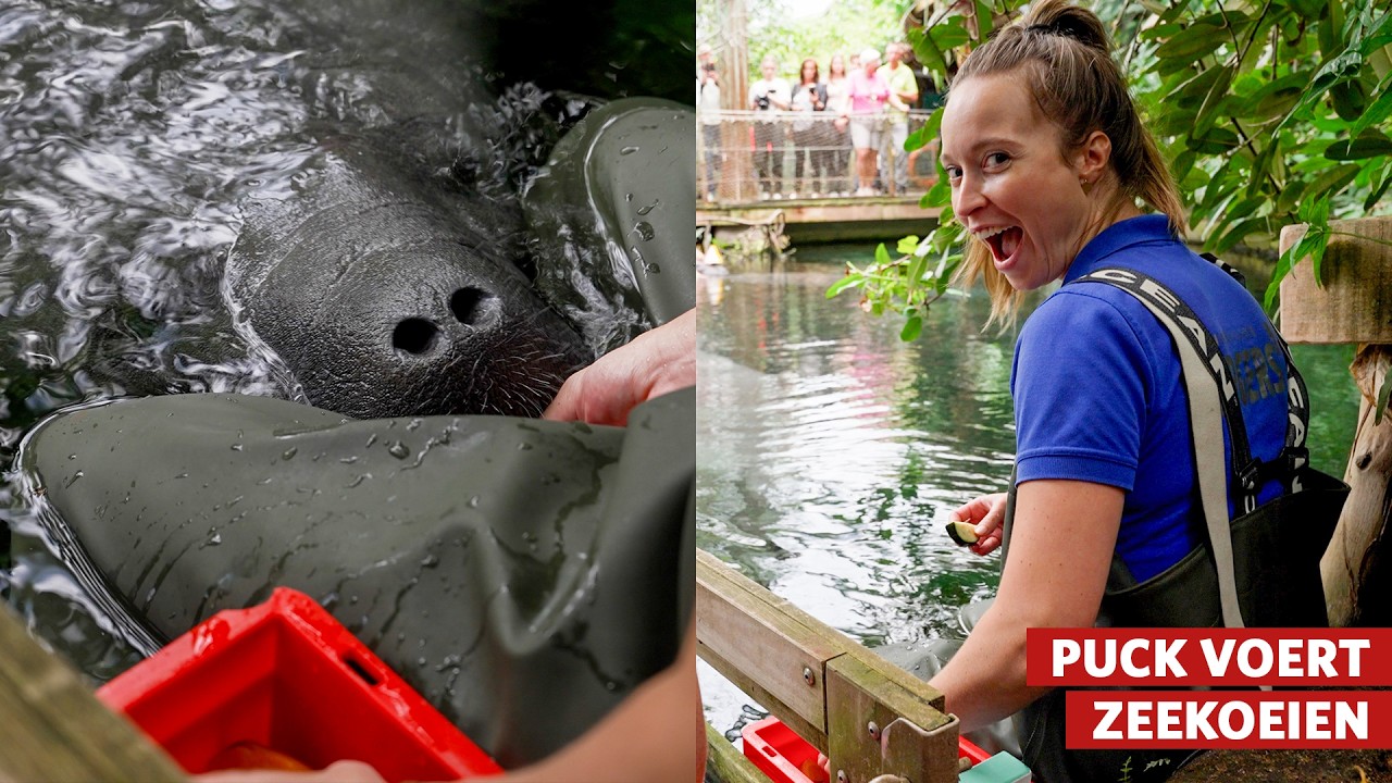 Zo train je een zeekoe in de Mangrove! 🌊🐄| Burgers' Zoo achter de schermen