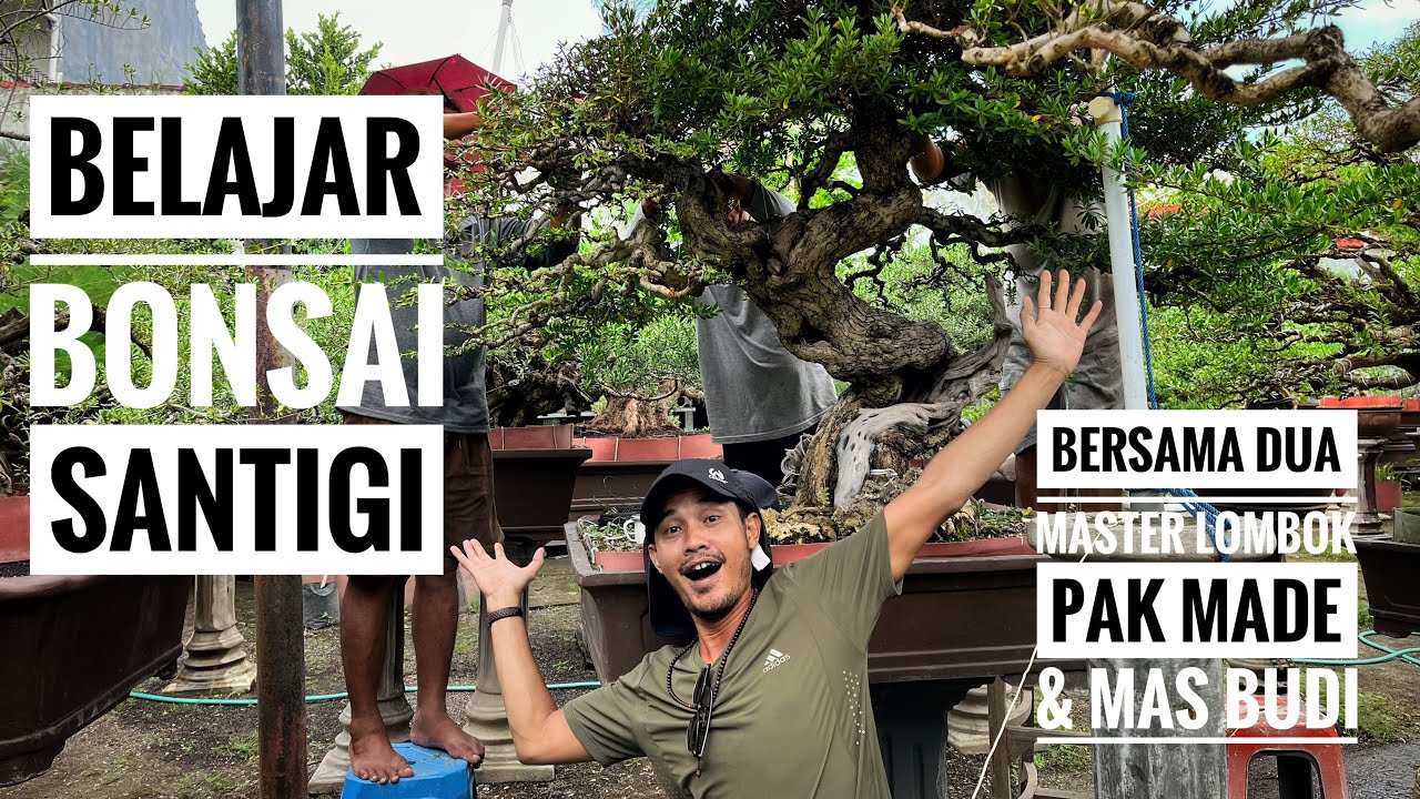 Belajar Bonsai Santigi Bersama Dua master #bonsai #santigi #masterbonsai #senimanbonsai #seni 