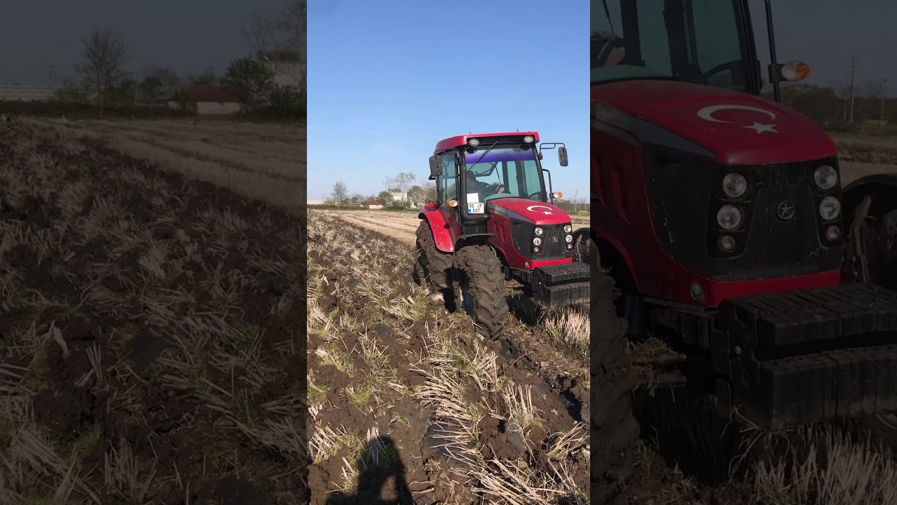 TS110 A ve TD110 D NEW Holland   8105 Maxima Tümosan Türk boğası ile birlikte 2020 Çeltik Anızları.