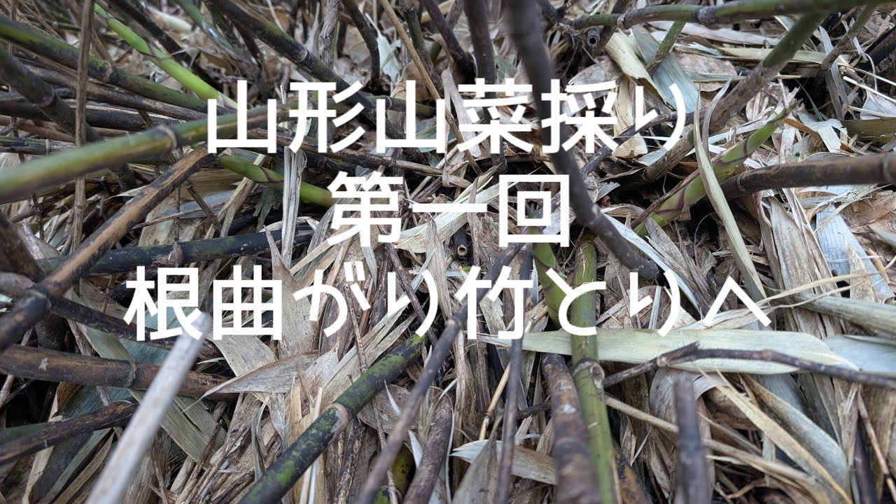 山形山菜採り　お一人様初心者コース根曲がり竹とりへ！今年の残雪ありすぎ！さて採れるのか？！