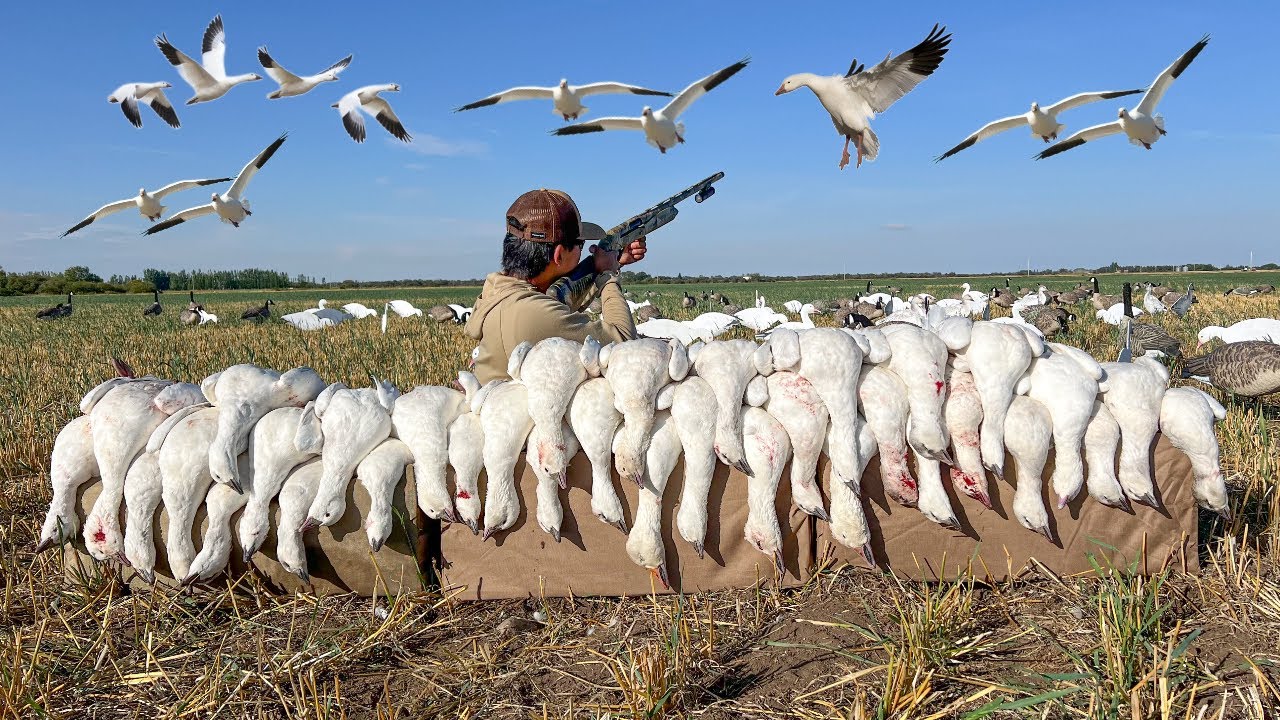 Decoying Snow Geese Over a Tiny Spread! (CLOSE SHOTS)