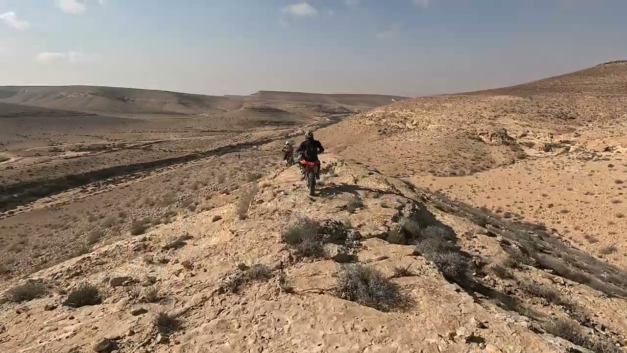 נרקיסים בקנה
