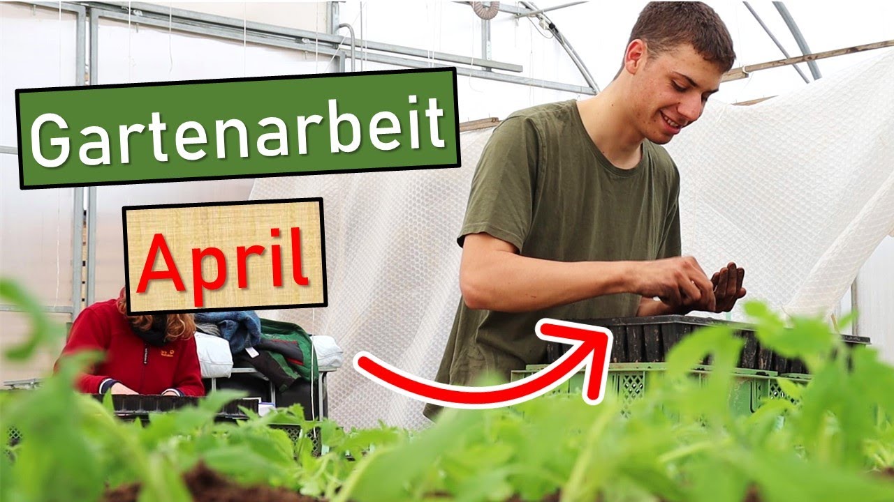 Gartenarbeit April 🌱 In einer Profi Gärtnerei 👨‍🌾 Tomaten pikieren 🍅 Melonen säen 💚 Paprika umtopfen
