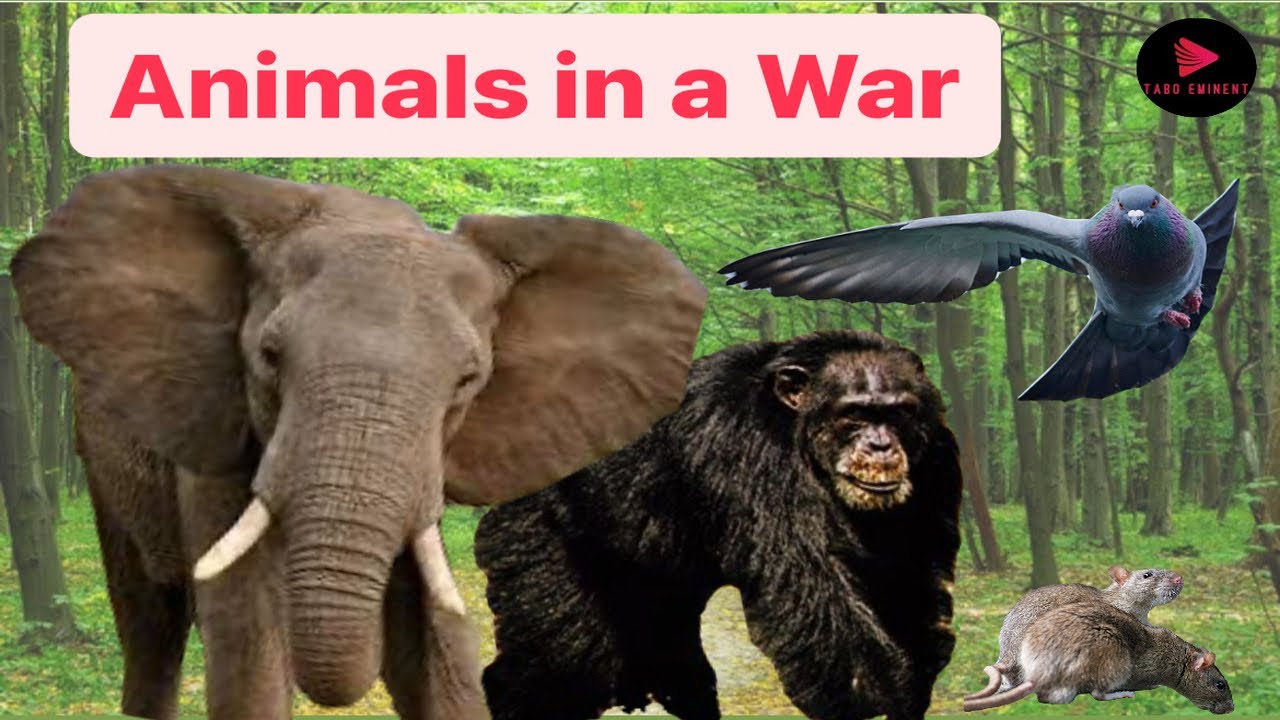Fightin&rsquo; Fauna: 6 Animals of War