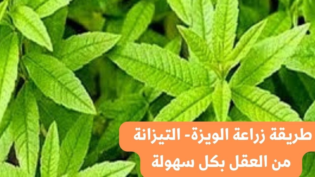 طريقة زراعة لويزة ،المليسة، البطنج ،تيزانة، من العقل بكل سهولة/ تعرف على طريقة غرس اللويزة في البيت.