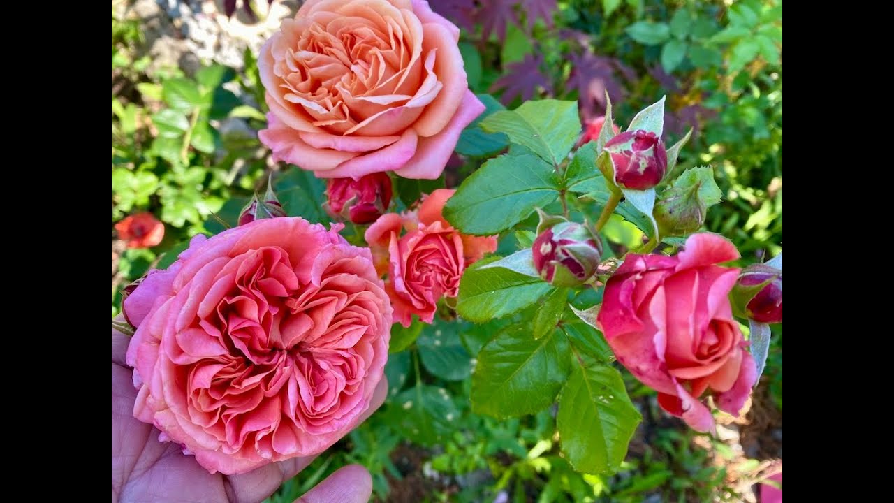 The Grand tour of David Austin, Kordes, Tantau  & Meilland roses Part 2