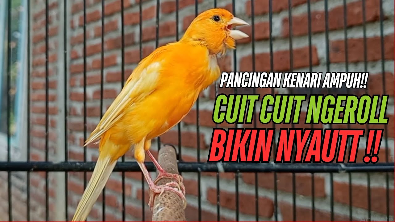 SUARA Kenari GACOR PANJANG Pancingan & masteran Kenari Paud AGAR gacor AMPUH Kenari MACET bunyii