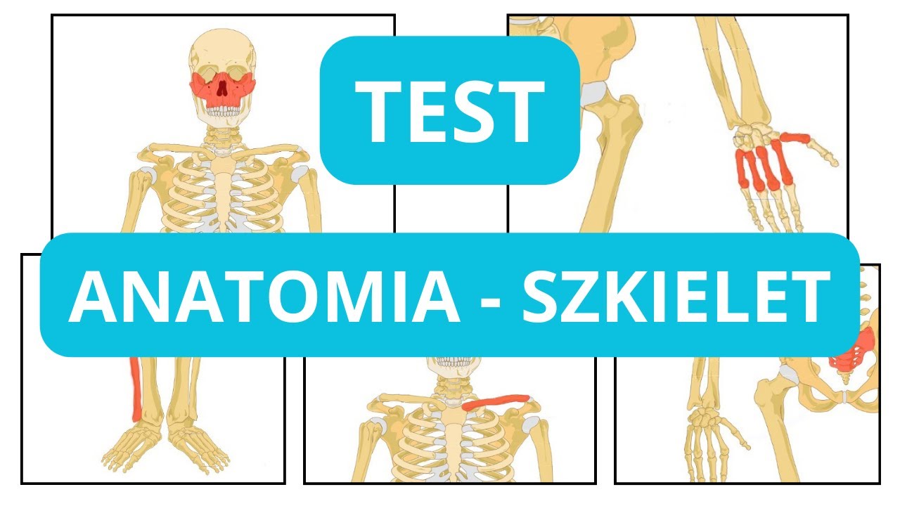 Anatomia (szkielet, kości) - Test Wiedzy (poziom podstawowy)