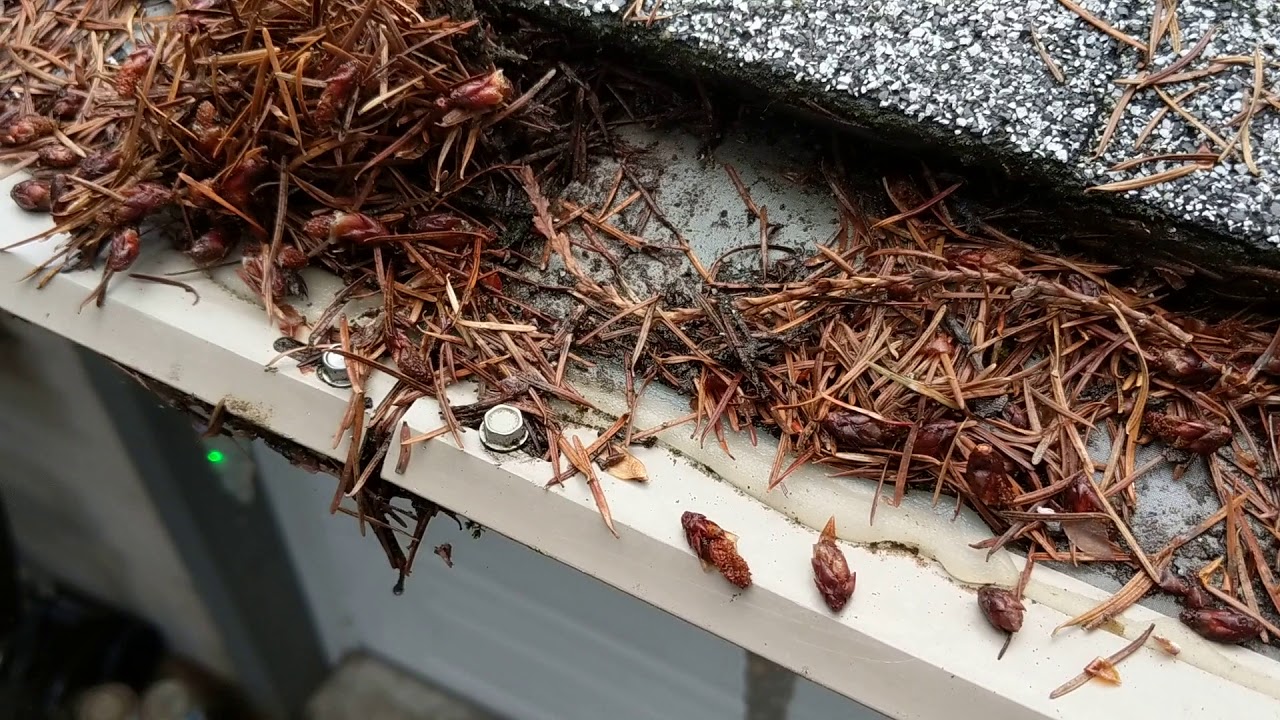 Check out a real leaffilter protected gutter.