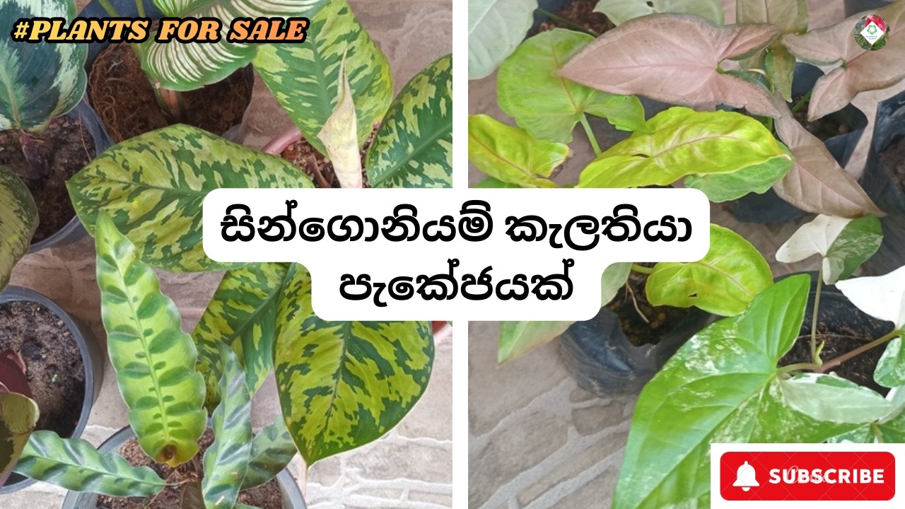 Singoniyam Calathiya Package- | ඉක්මන් කරන්න - අවස්ථාව දෙදෙනෙකුට පමණි | 0776752069 WhatsApp