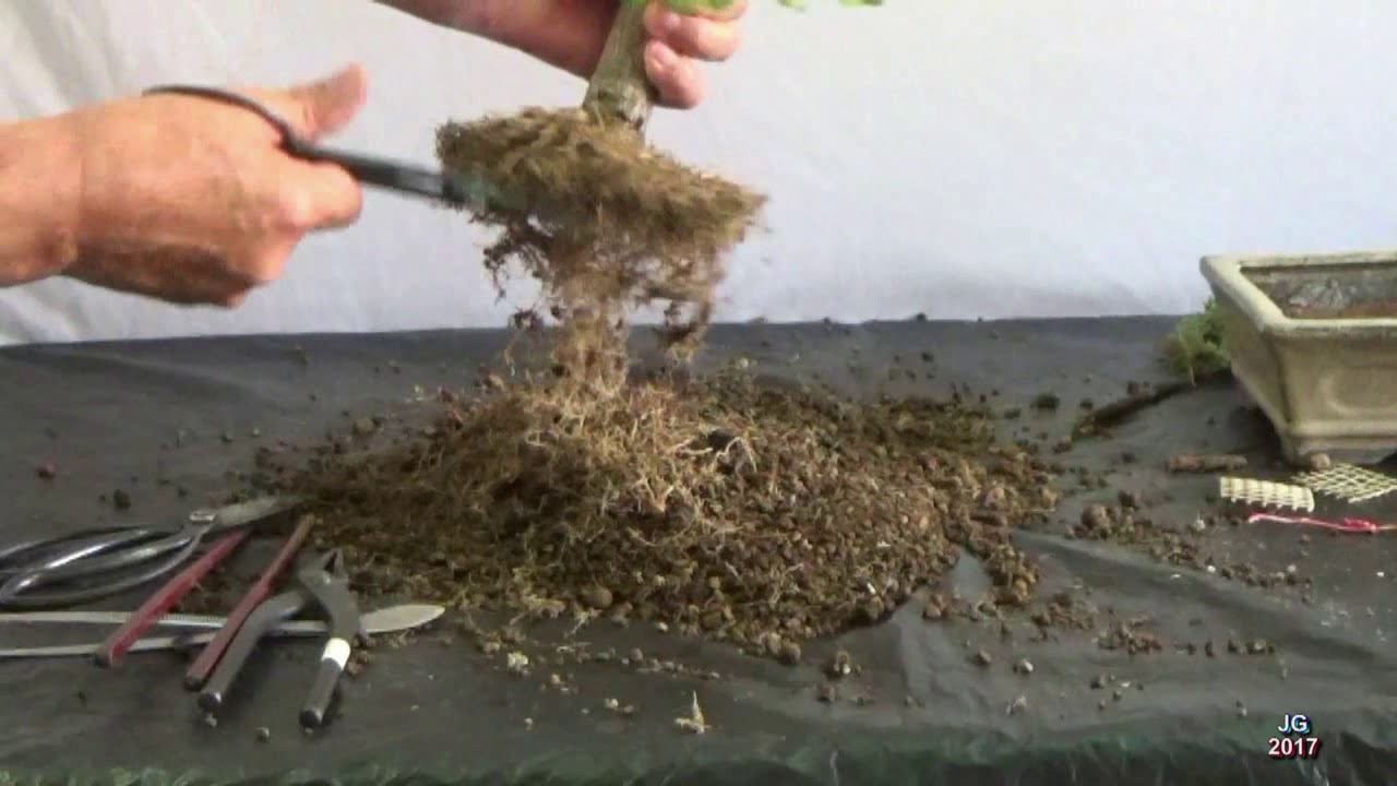 Portulacaria afra desde cero+1  3ª parte  Poda alambrado trasplante y brotación