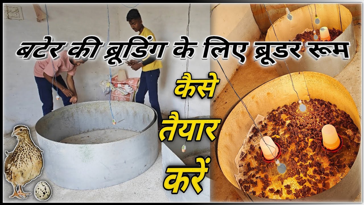Bater aur Sonali murgi ke liye Brooder kaise banaye ! चिक्स की ब्रूडिंग करने का तरीका 🐓 #baterpalan