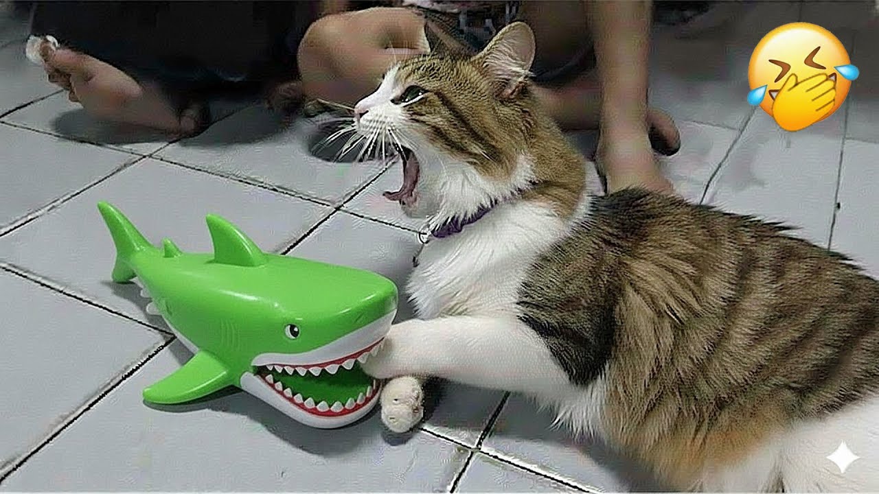 Funniest Cats and Dogs Clips 2026🐶🐱Try Not To Laugh🐱
