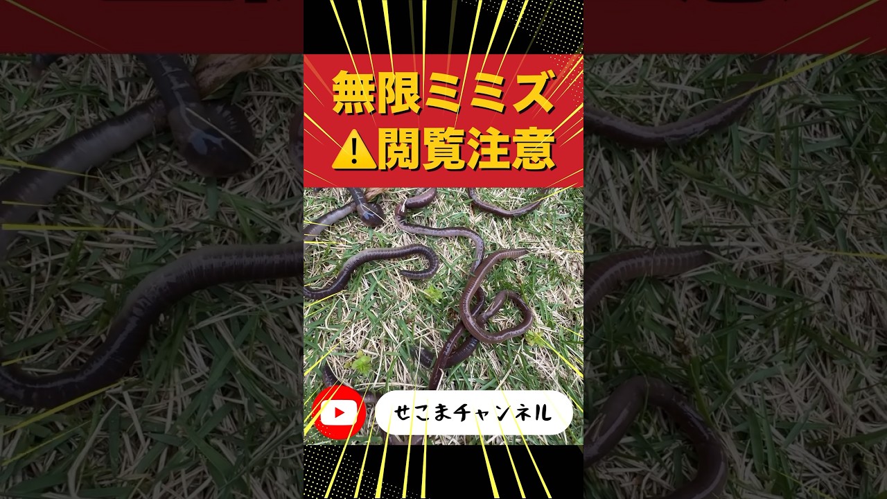 ミミズの捕まえ方。#釣り #うなぎ #釣り餌