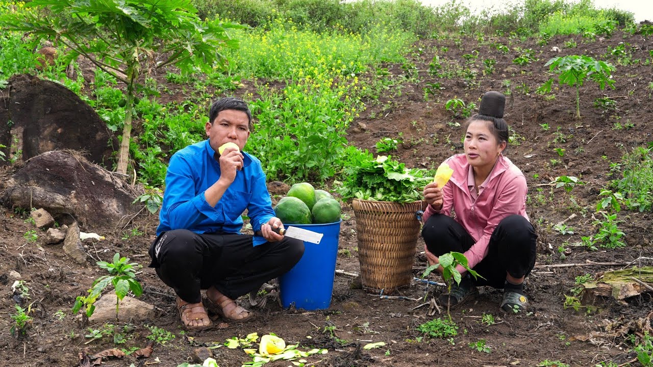 Harvesting vegetables and papayas to sell at the market, helping my younger sister finish her house.