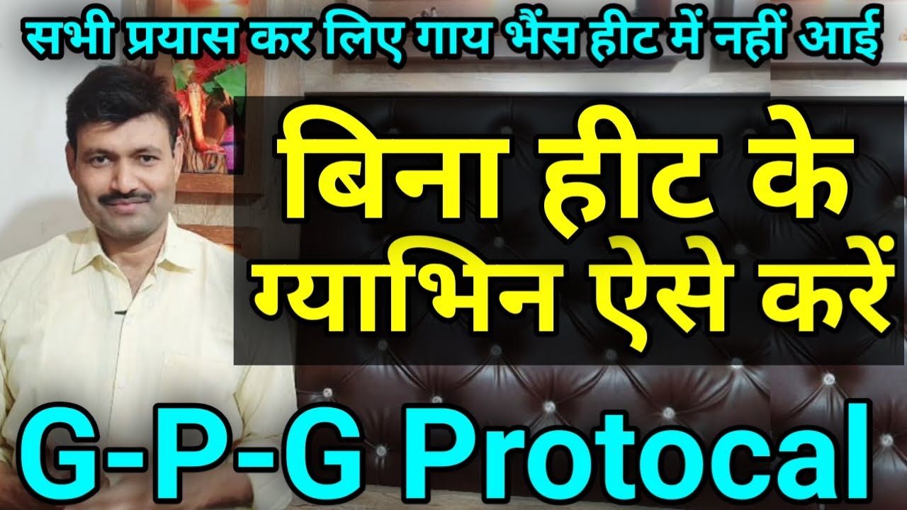चमत्कार बिना हीट ग्याभिन GPG protocol in cows Buffalo cattle D D Ramawat