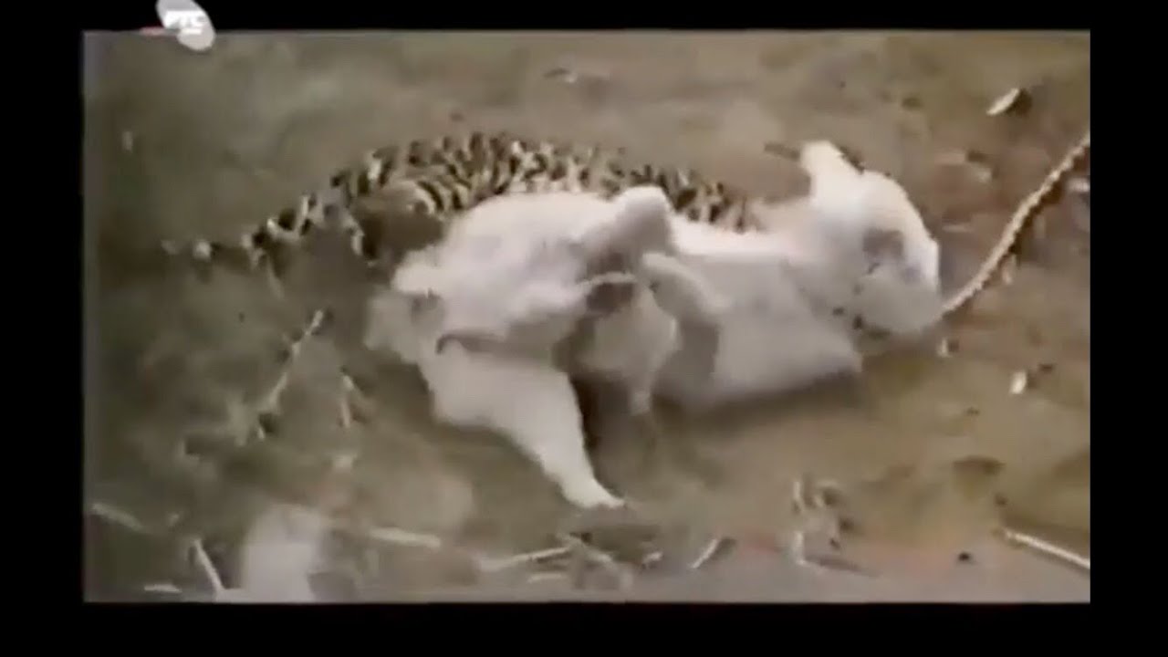 Alabai vs Leopard / Alaba&yacute; vs Gaplaň / Turkmen Alabay