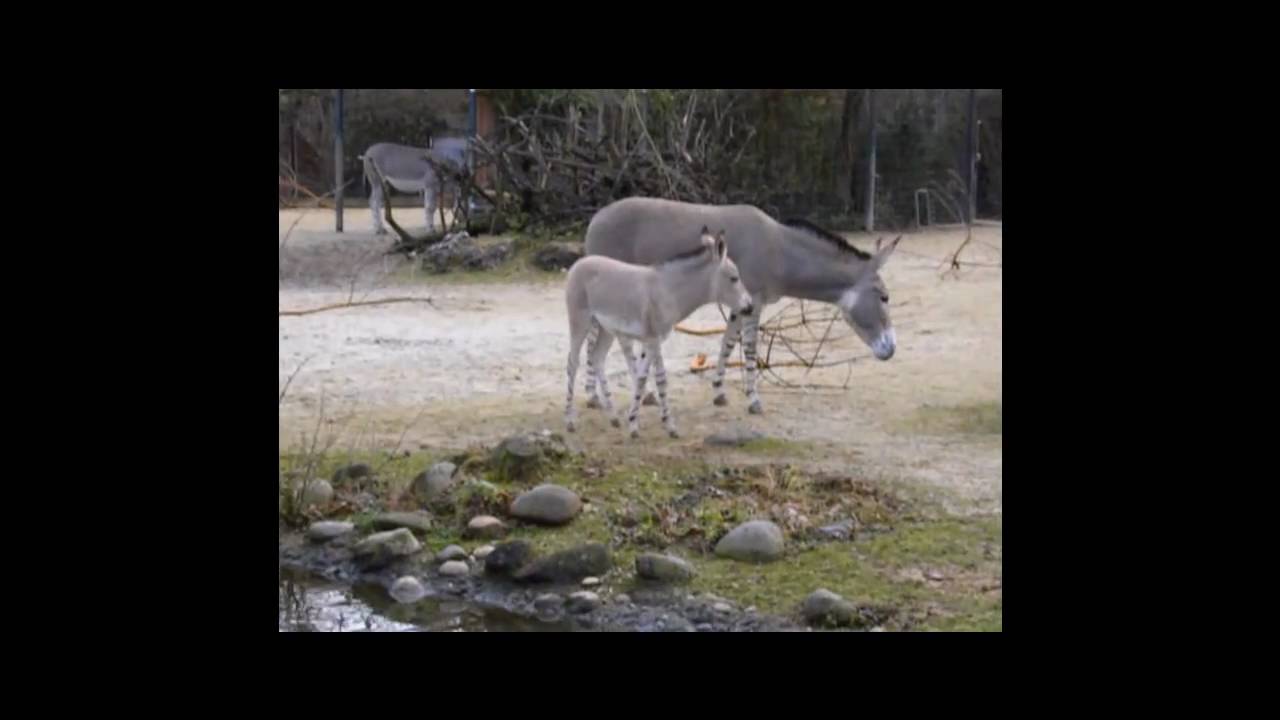 Somali-Wildesel