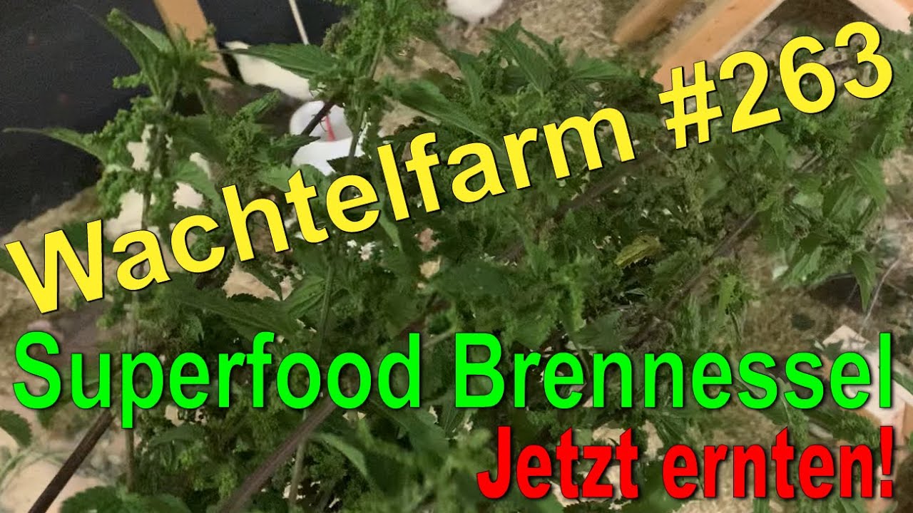 Brennessel - Superfood auch für Wachteln - Grünfutter für Wachteln - Wachtelfarm #263