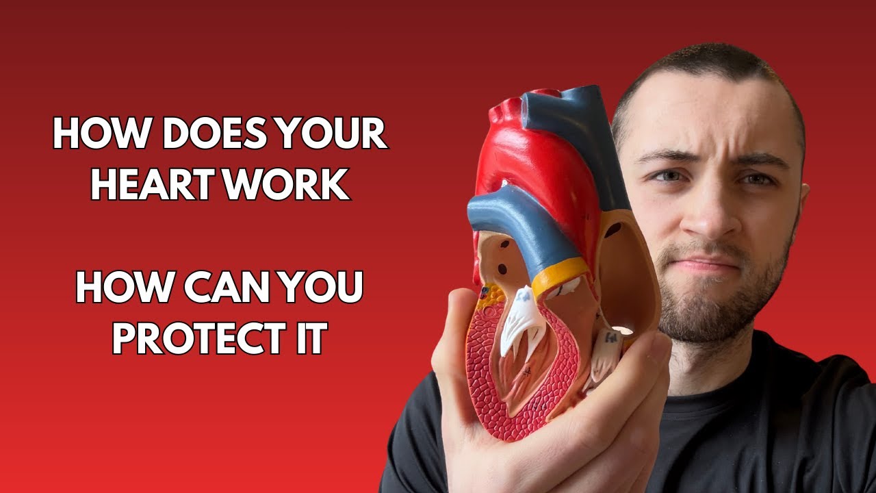 How does your heart work? And how can you protect it?