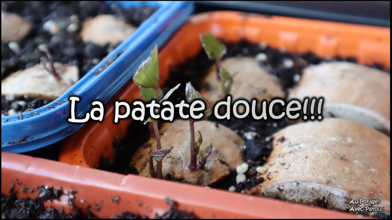 Patate Douce : 2 méthodes facile pour faire germer la patate douce / Québec