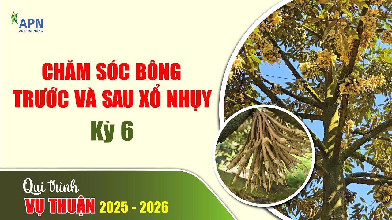 APN - QUY TRÌNH CHĂM SÓC BÔNG TRƯỚC VÀ SAU XỔ NHỤY | MÙA THUẬN 2026 KỲ 6 #anphatnong