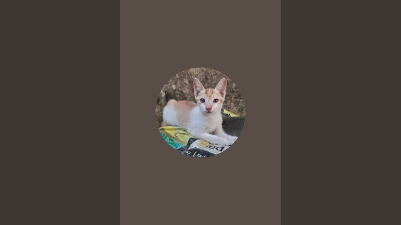 Cat _hub is live