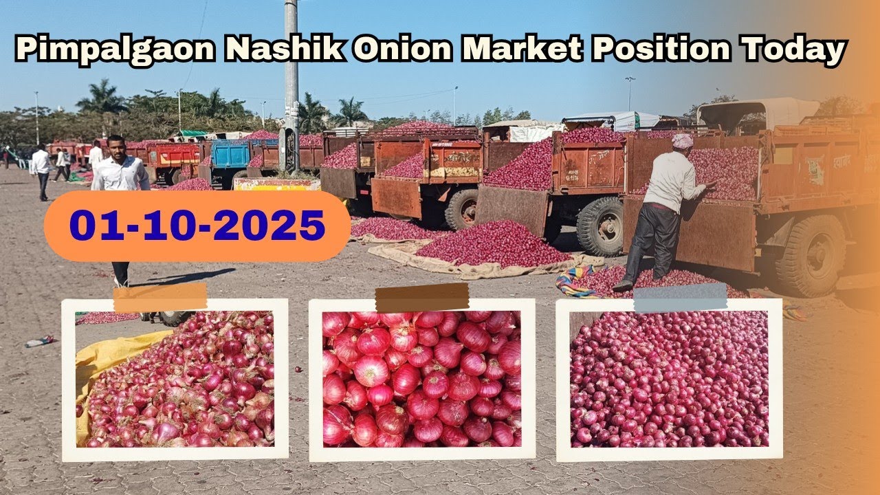 Nashik Onion Market Positions,  Rates and insights | GREEN SOURCE 01-10-2025
