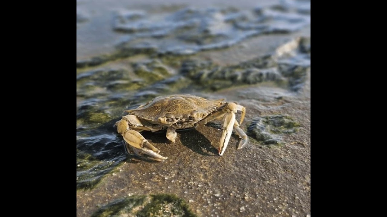 hi sea