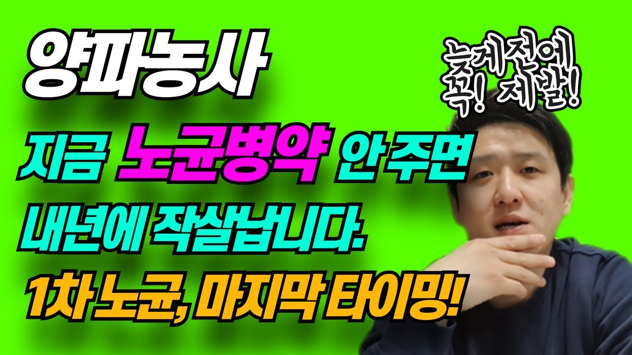 [양파농사 완전정복] 노균병은 1차가 핵심입니다. 지금 약 꼭 주세요.