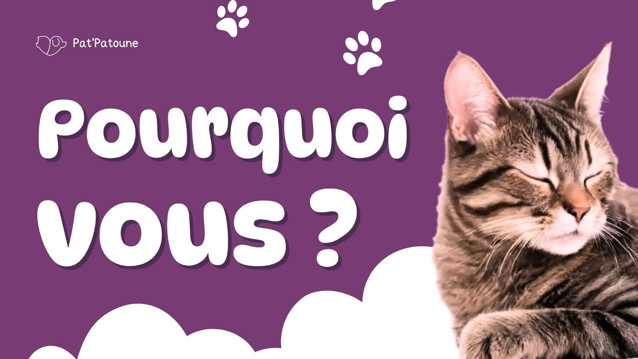 Mon Chat dort sur Moi ou avec Moi : les 7 raisons méconnues