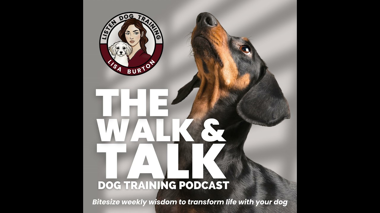 Your Calm Dog Evening Routine: The 5 Steps That Actually Work