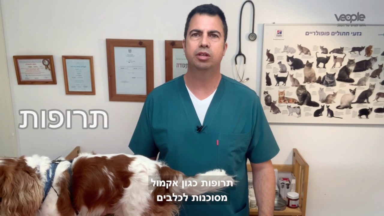 מזונות אסורים לכלבים